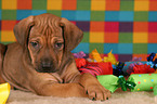 Rhodesian Ridgeback Puppy