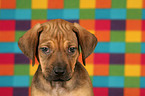 Rhodesian Ridgeback puppy