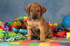 sitting Rhodesian Ridgeback Puppy