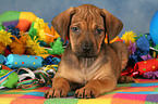 Rhodesian Ridgeback Puppy