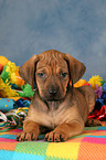 Rhodesian Ridgeback Puppy