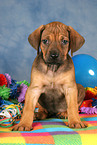 sitting Rhodesian Ridgeback Puppy