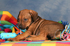 Rhodesian Ridgeback Puppy