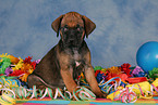 sitting Rhodesian Ridgeback Puppy