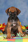 sitting Rhodesian Ridgeback Puppy