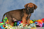 Rhodesian Ridgeback Puppy