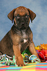 sitting Rhodesian Ridgeback Puppy