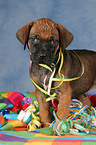 Rhodesian Ridgeback Puppy