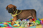 Rhodesian Ridgeback Puppy