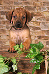 Rhodesian Ridgeback puppy