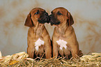 Rhodesian Ridgeback puppies in straw