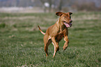 Rhodesian Ridgeback Livernose