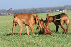 playing Rhodesian Ridgebacks