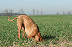 digging Livernose Rhodesian Ridgeback