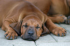 Rhodesian Ridgeback