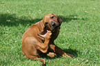 Rhodesian Ridgeback