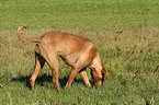 snuffling Livernose Rhodesian Ridgeback