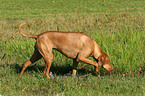 walking Livernose Rhodesian Ridgeback