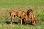 snuffling Rhodesian Ridgebacks