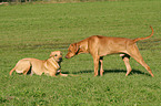 2 Rhodesian Ridgebacks