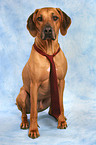 Rhodesian Ridgeback with tie