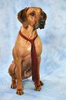 Rhodesian Ridgeback with tie