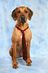 Rhodesian Ridgeback with tie