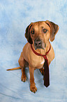 Rhodesian Ridgeback with tie