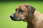 Rhodesian Ridgeback