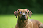 Rhodesian Ridgeback