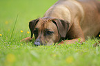 Rhodesian Ridgeback