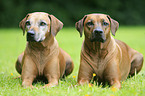 Rhodesian Ridgeback Senior