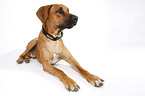 lying Rhodesian Ridgeback