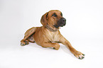 lying Rhodesian Ridgeback