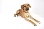 lying Rhodesian Ridgeback