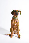 sitting Rhodesian Ridgeback