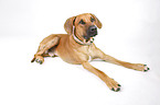 lying Rhodesian Ridgeback