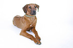 lying Rhodesian Ridgeback