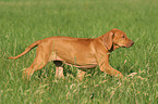 walking Rhodesian Ridgeback puppy in the meadow