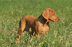 standing Rhodesian Ridgeback puppy in the meadow