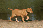 walking Rhodesian Ridgeback puppy