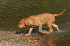 walking Rhodesian Ridgeback puppy