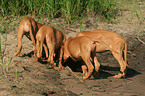 playing Rhodesian Ridgeback puppies