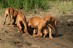 playing Rhodesian Ridgeback puppies