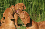 playing Rhodesian Ridgeback puppies