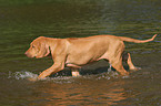 bathing Rhodesian Ridgeback puppy