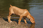 drinking Rhodesian Ridgeback puppy