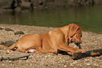 nibbling Rhodesian Ridgeback puppy