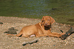 lying Rhodesian Ridgeback puppy