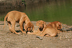 playing Rhodesian Ridgeback puppies